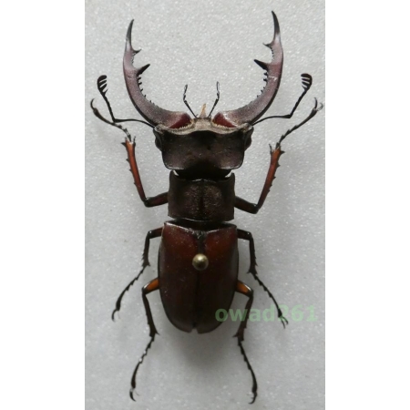 Lucanus formosanus Planet, 1899 Vietnam 44mm